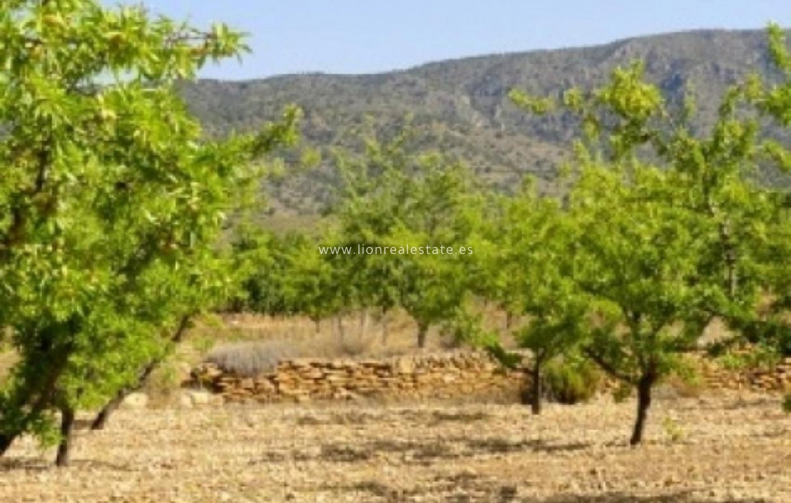 Obra nueva - Villa - Pinoso - Culebron