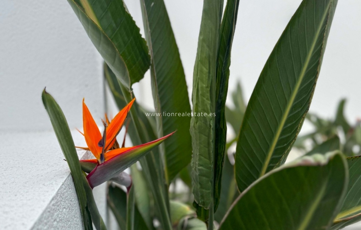 Odsprzedaż - Detached Villa - Torrevieja - Los Balcones - Los Altos del Edén