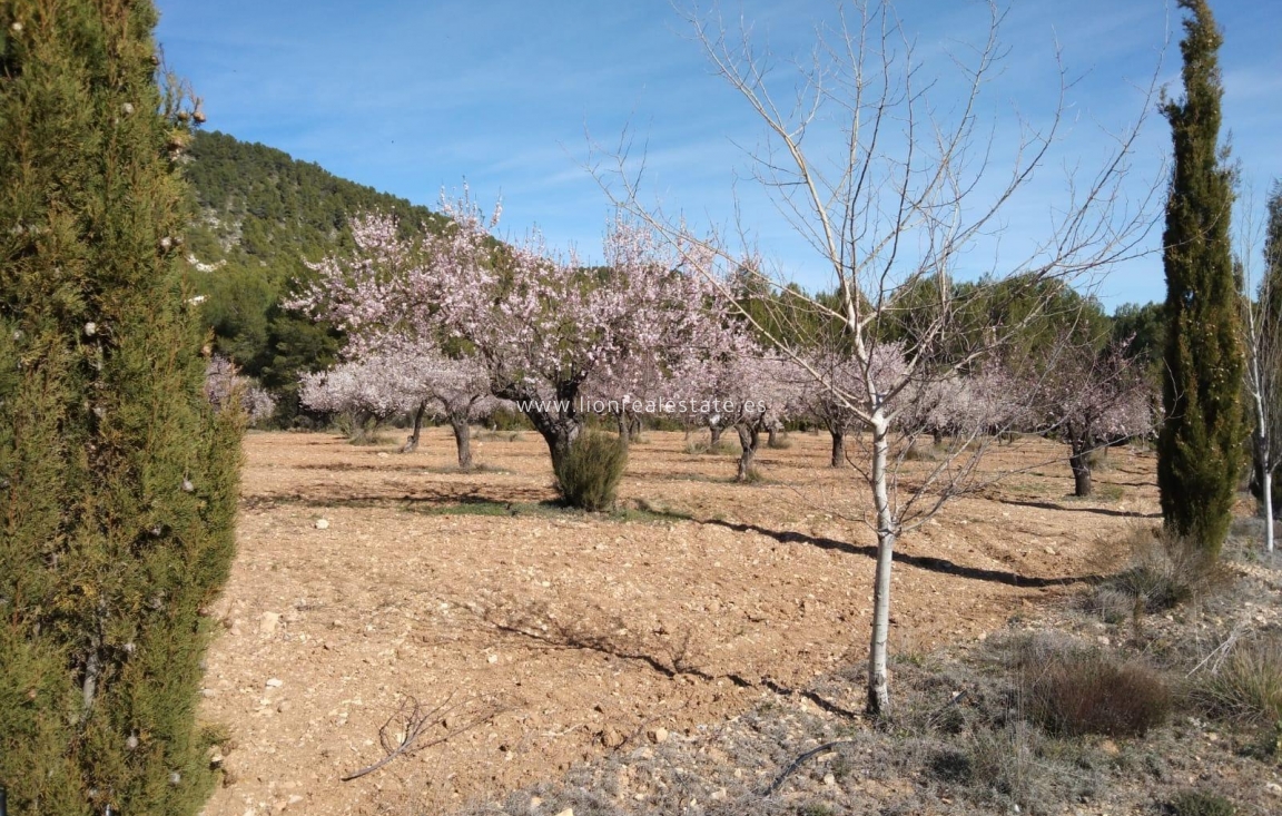 Resale - Country land - Mula