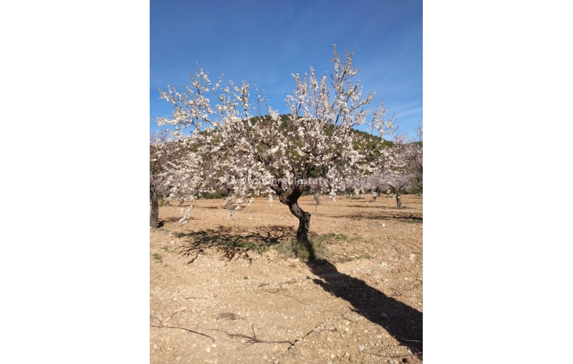 Resale - Country land - Mula