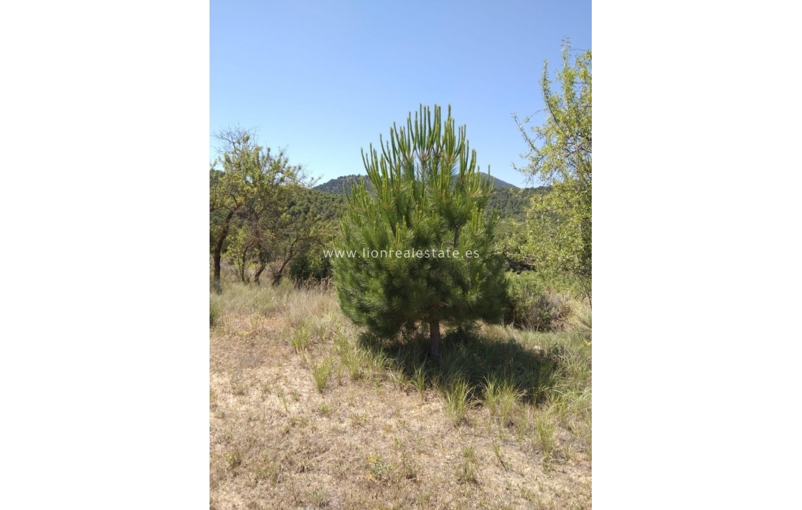 Reventa - Country land - Mula